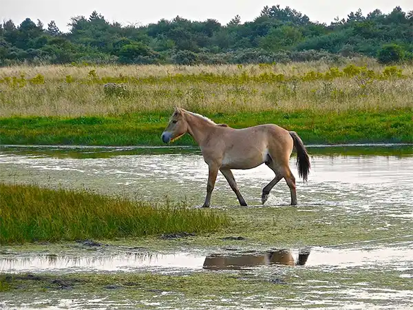 paysage Baie de Somme